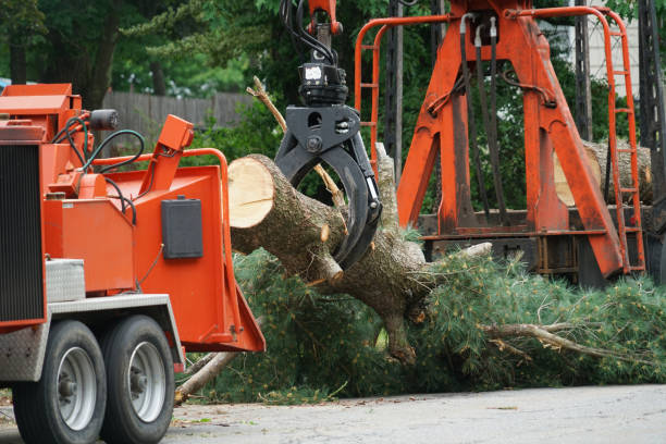 How Our Tree Care Process Works  in  Valdosta, GA